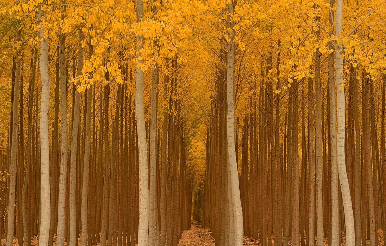 Фото обои осень, лес, деревья, парк, желтые, ряды, посадки, золотая