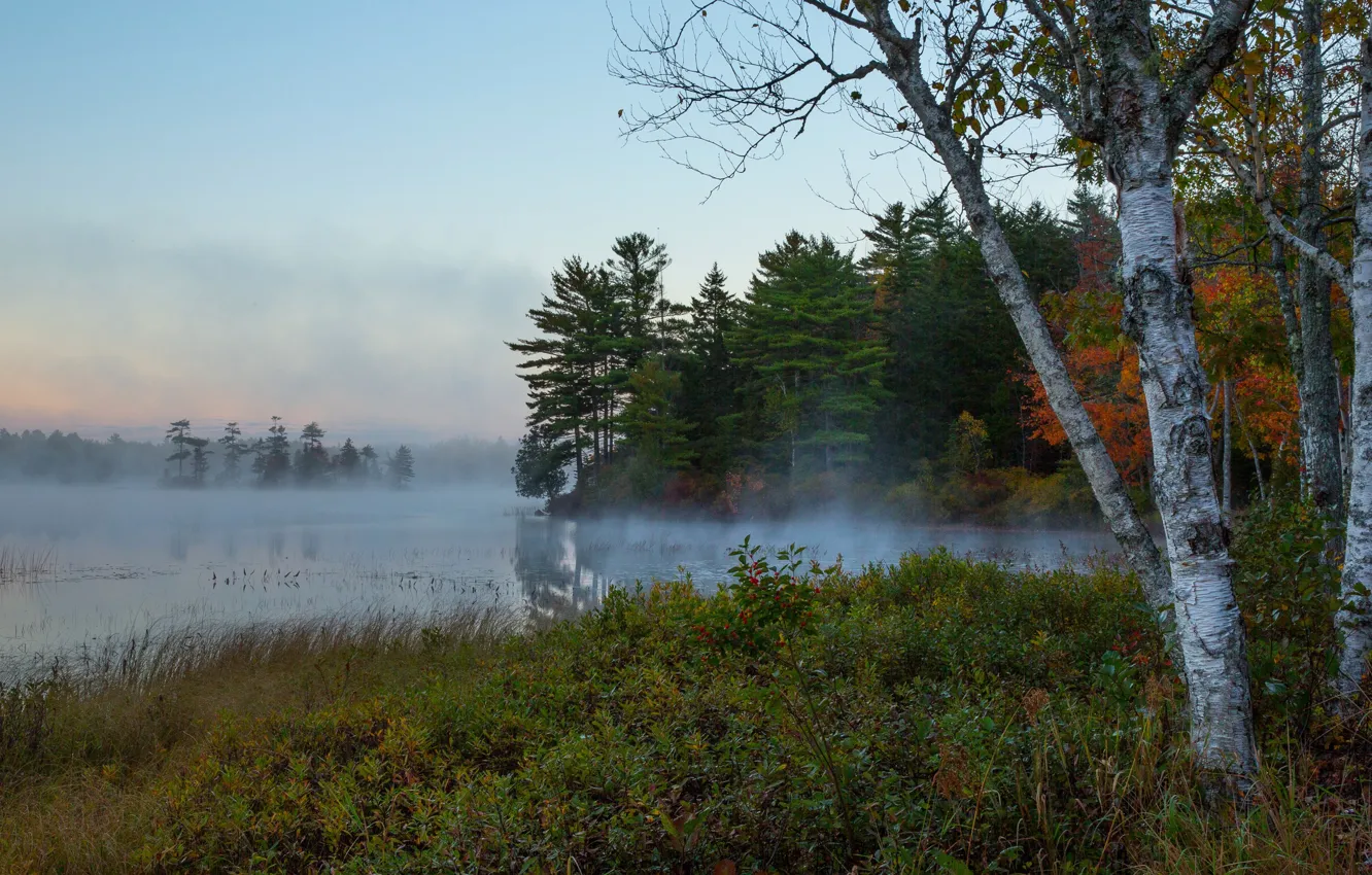 Фото обои осень, лес, небо, деревья, природа, туман, река, утро