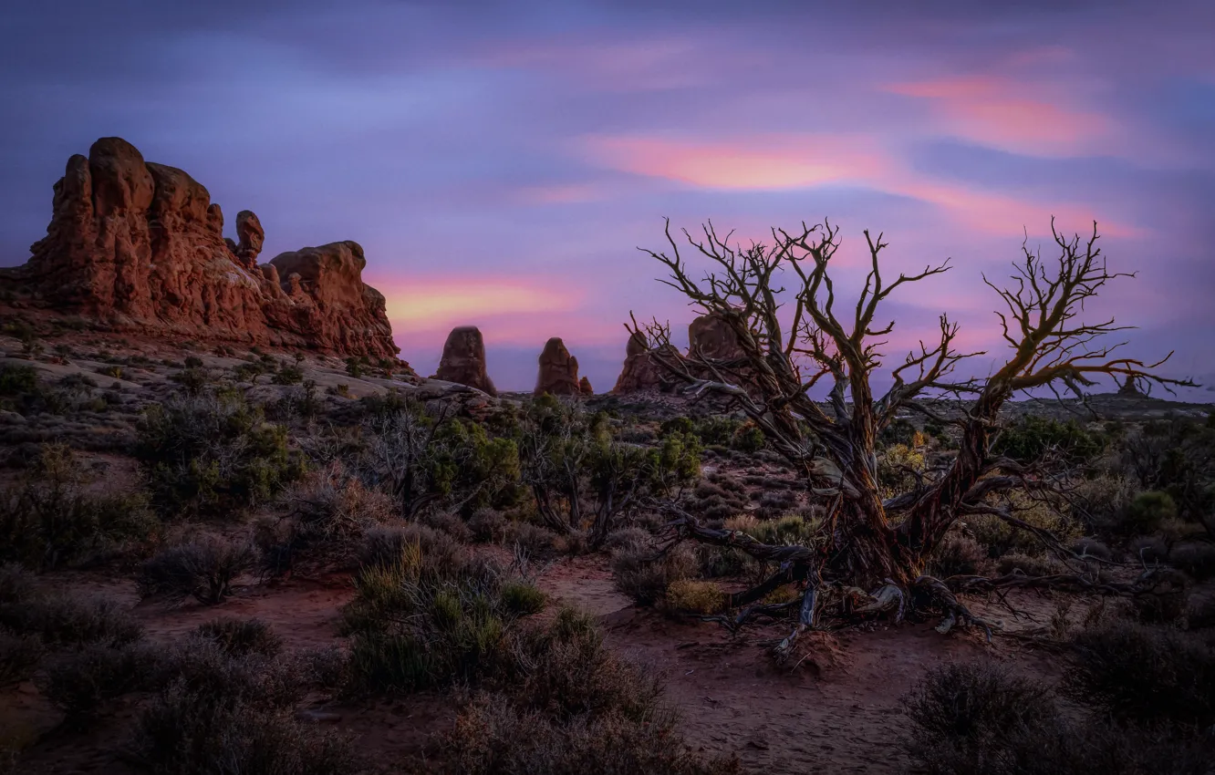 Фото обои деревья, рассвет, утро, Юта, США, Arches National Park, Moab