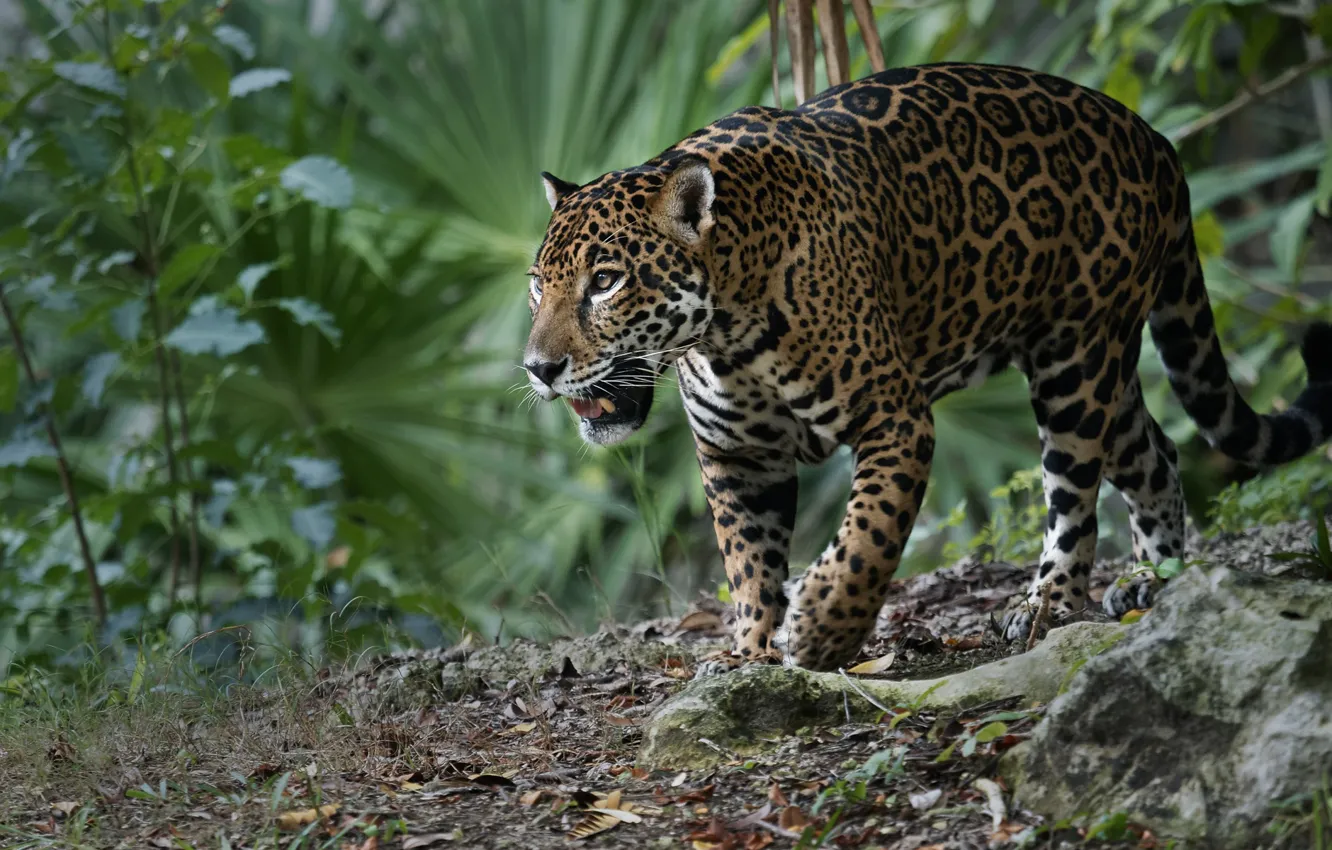 Фото обои хищник, ягуар, дикая кошка, Владимир Морозов