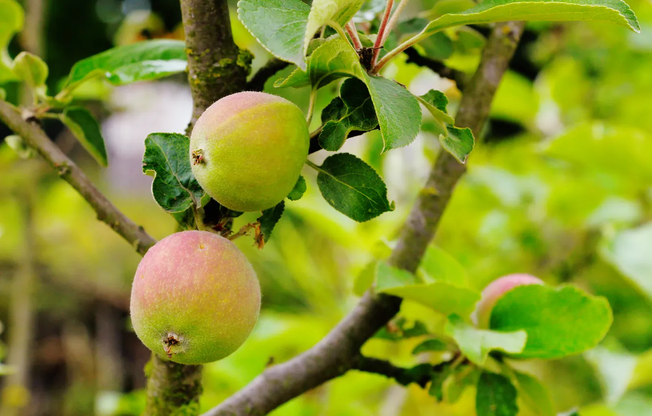 Фото обои tree, fruit, aplle