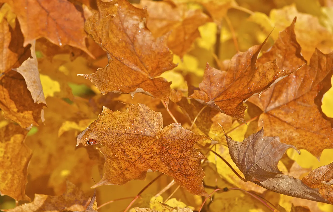 Фото обои осень, листья, макро, краски, божья коровка, насекомое