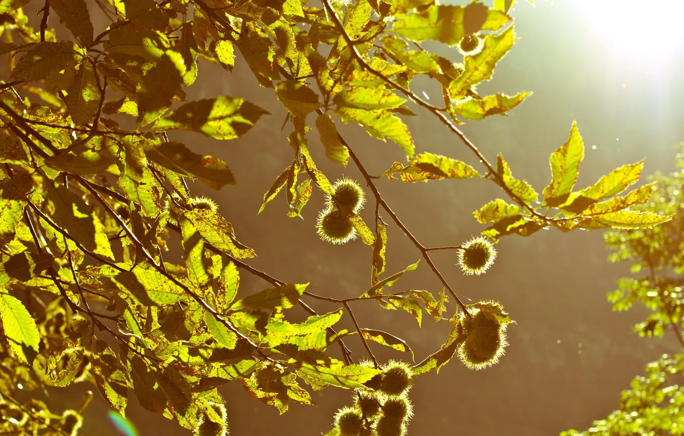 Фото обои листья, свет, ветки, природа