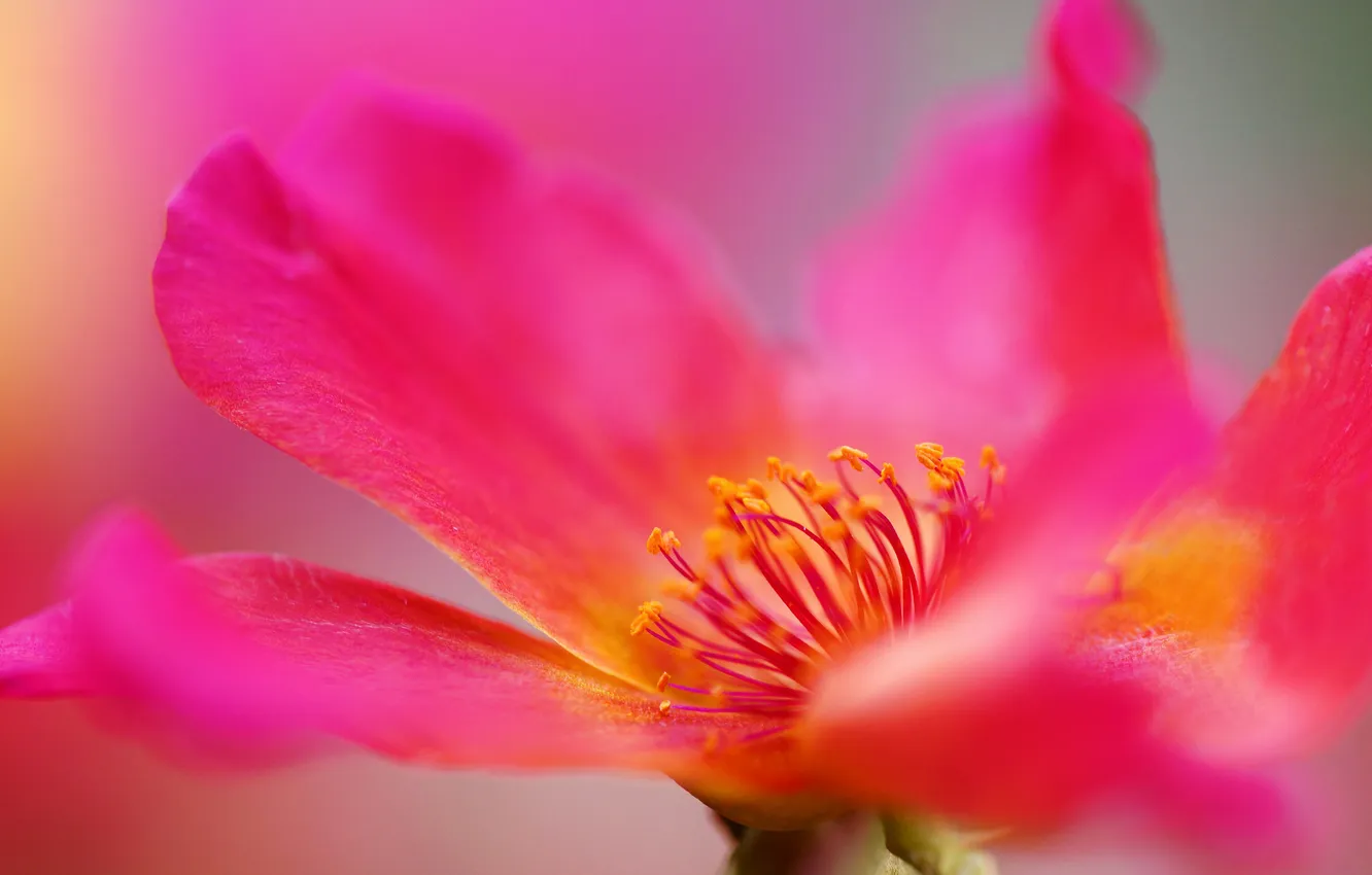 Фото обои макро, розы, шиповник, розовые