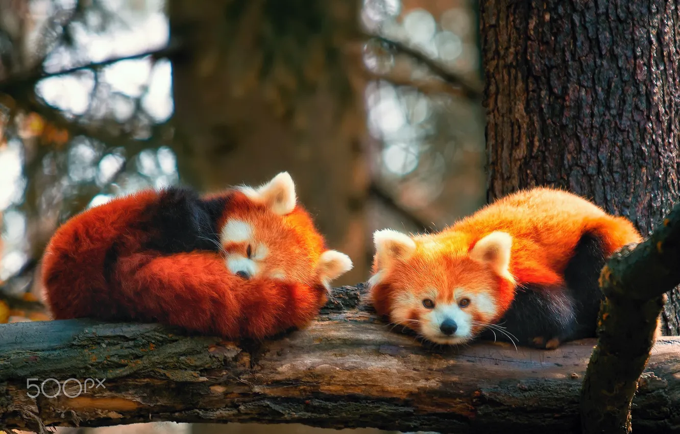 Фото обои ветки, дерево, красная панда, firefox, две штуки, агонь