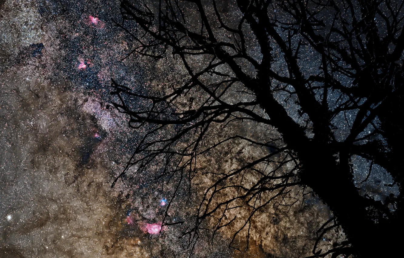 Фото обои космос, звезды, дерево, млечный путь