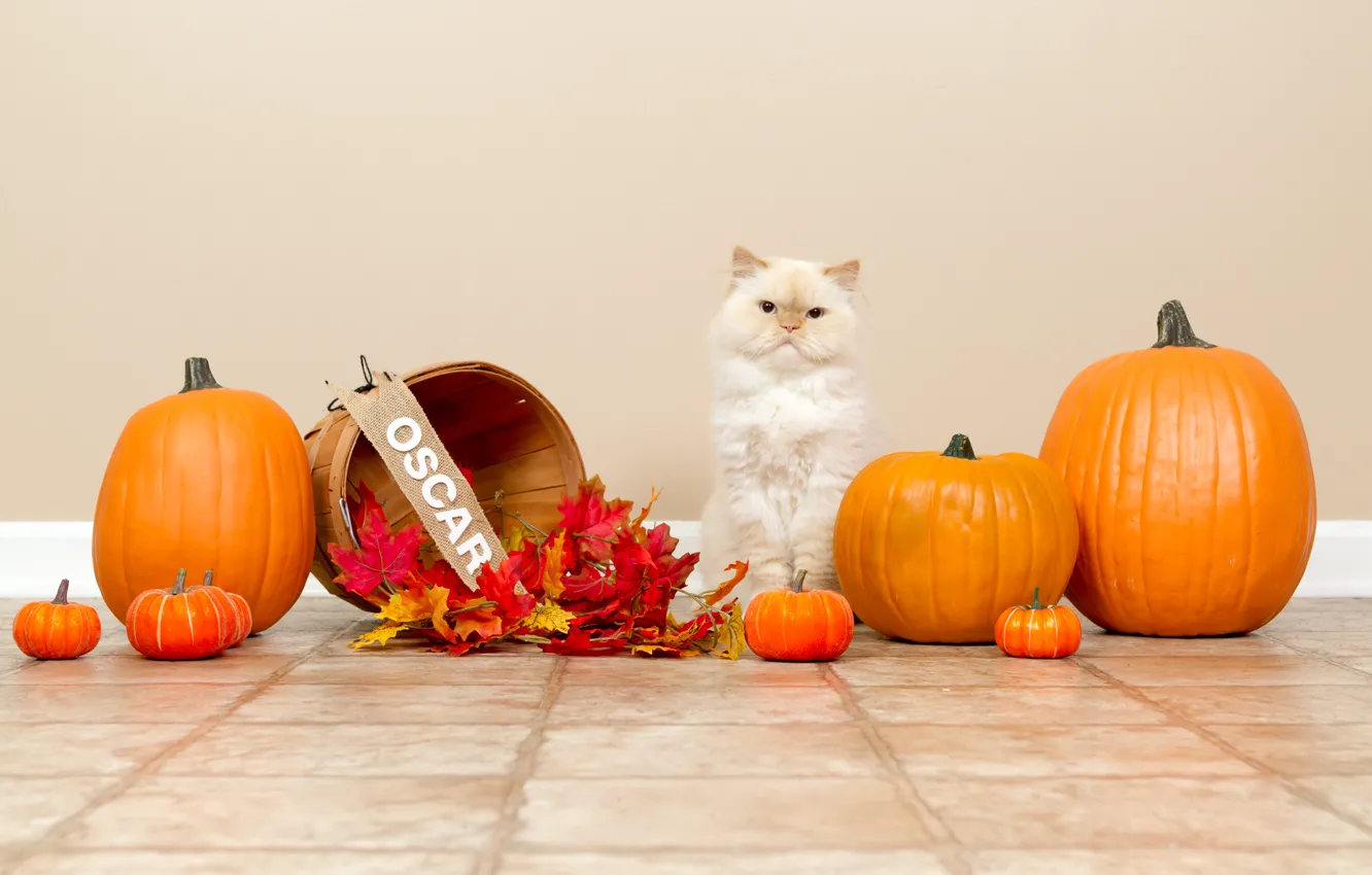 Фото обои осень, кошка, белый, кот, праздник, плитка, тыквы, пол