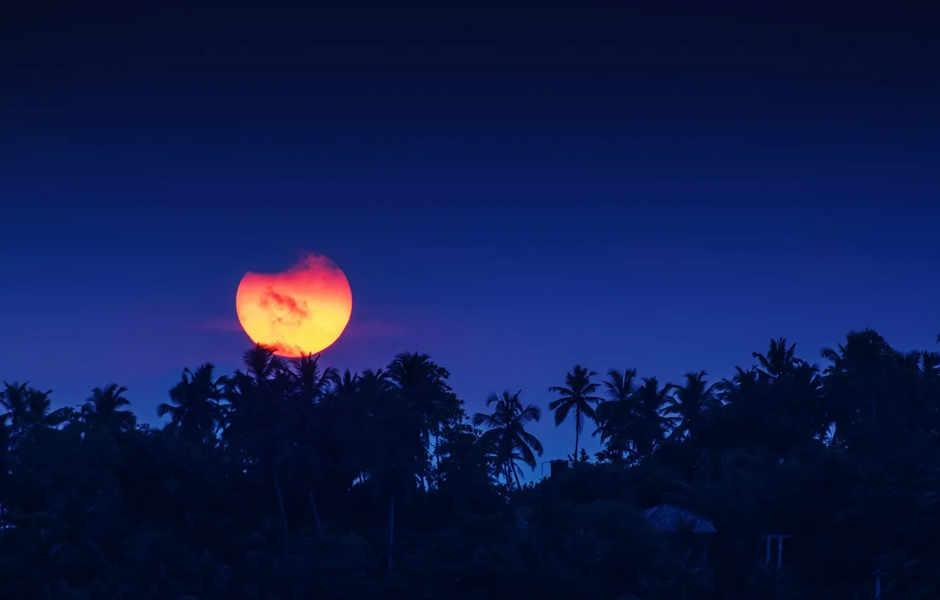 Фото обои moon, sky, night, village, full moon, coconuts