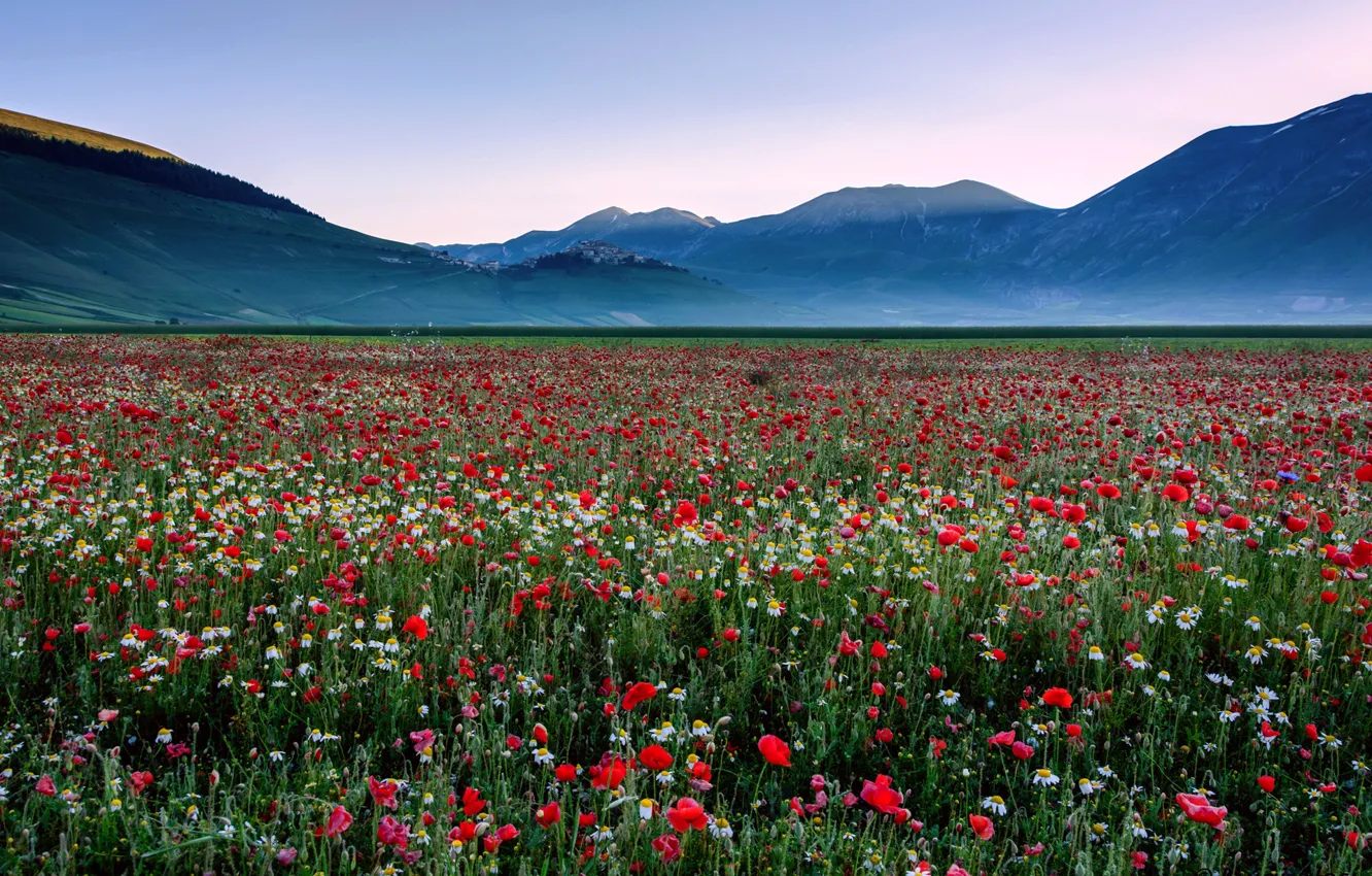 Фото обои поле, небо, цветы, горы, маки, луг