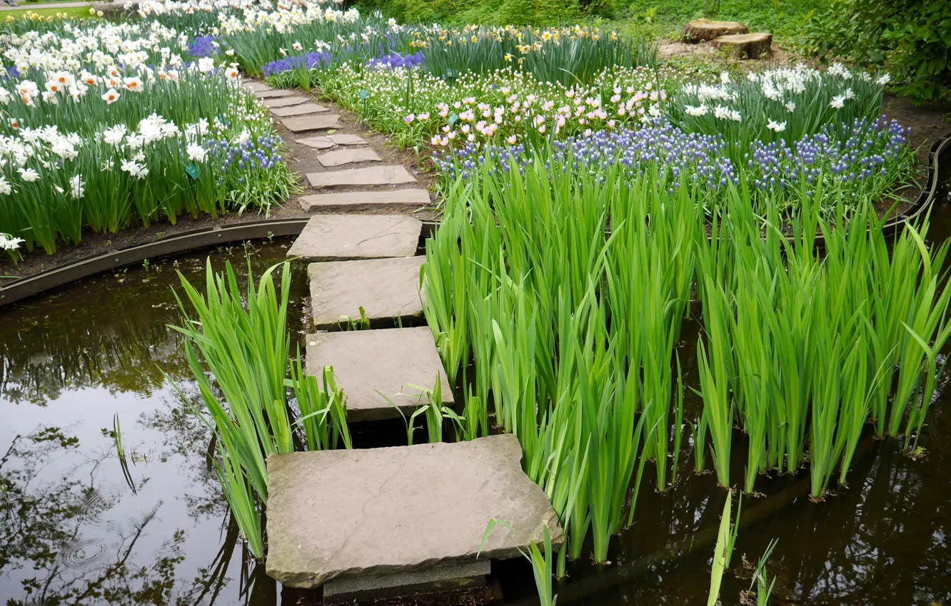 Фото обои цветы, пруд, парк, камыши, Нидерланды, нарциссы, Keukenhof, Lisse