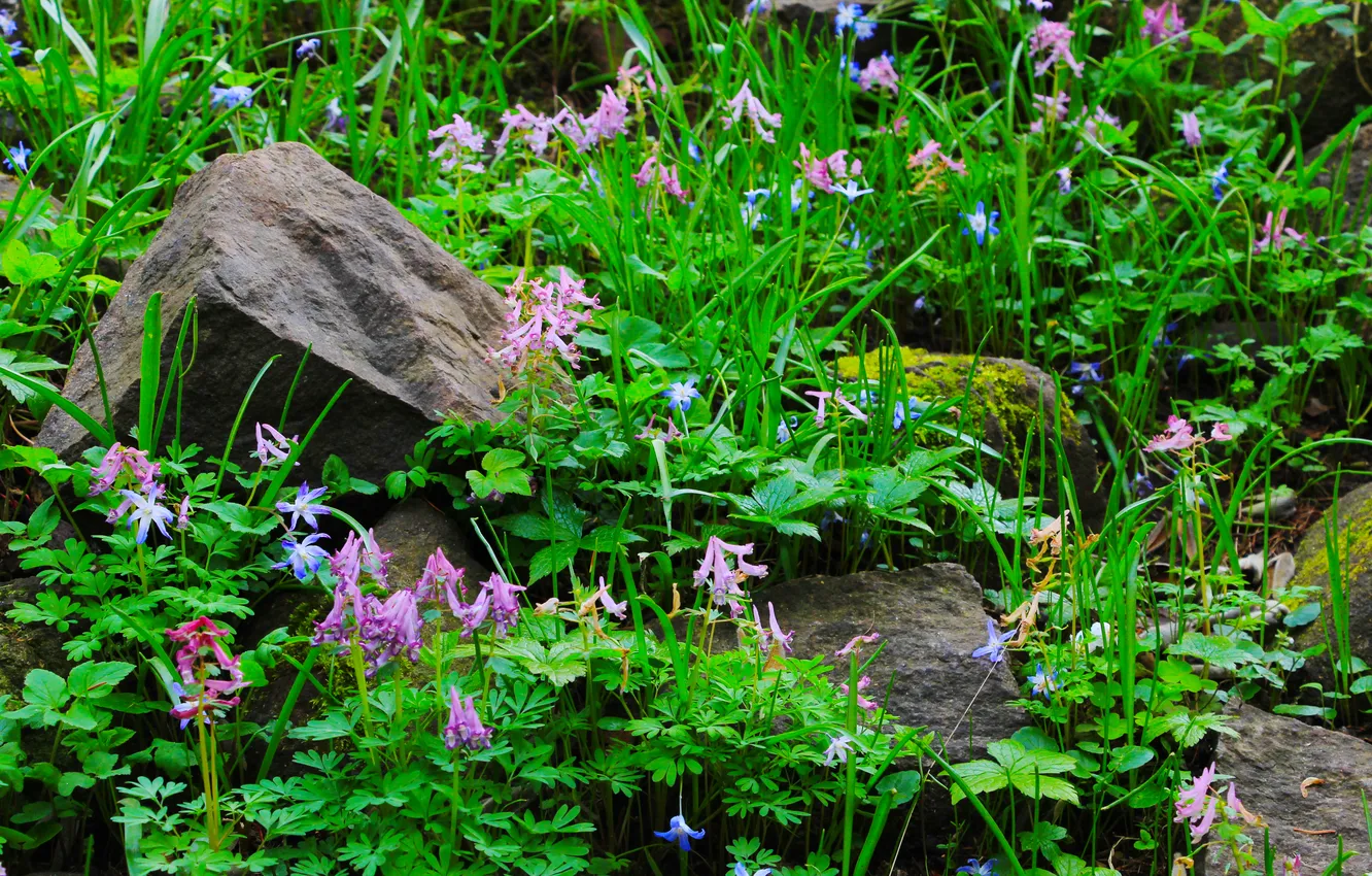 Фото обои flower, stones, plant, moss