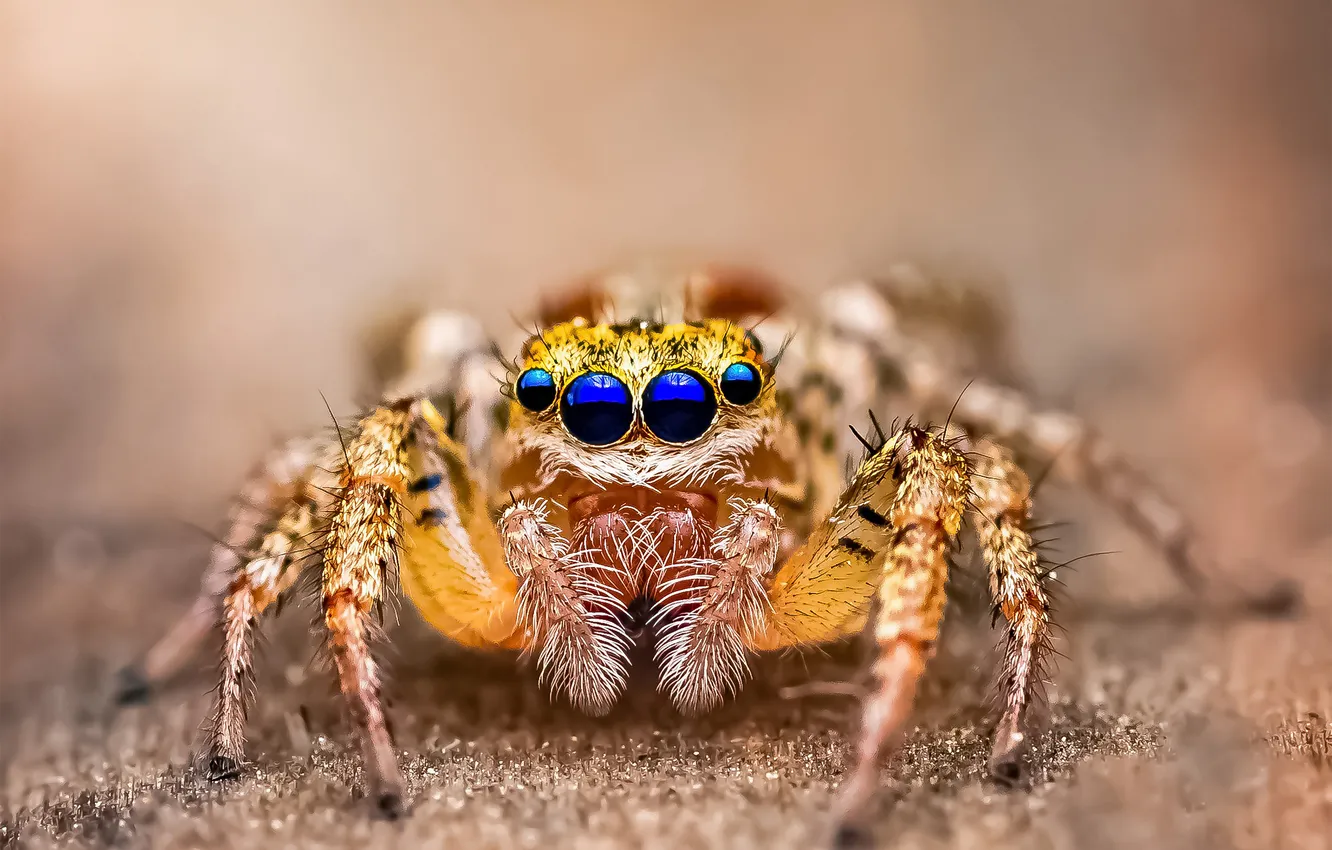 Фото обои spider, legs, eyes