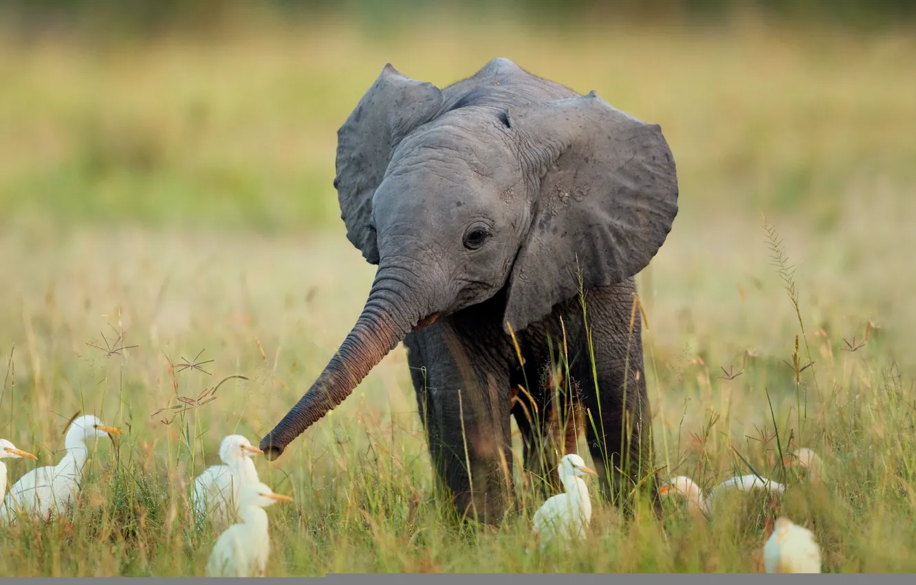 Фото обои трава, птицы, слон, Африка, слоненок