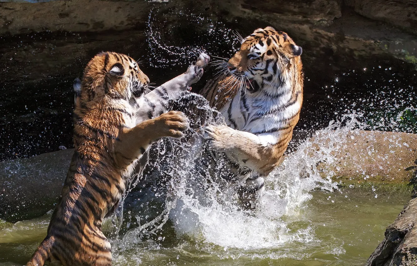 Фото обои вода, брызги, тигры, зоо