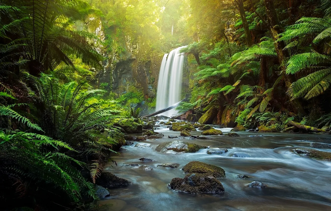 Фото обои лес, река, водопад, Австралия, папоротник, Australia, Victoria, The Otways