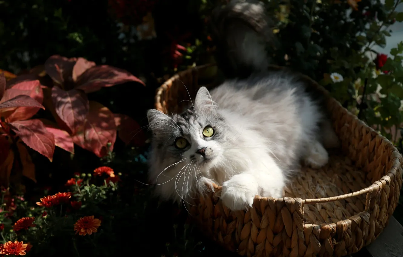 Фото обои кошка, кот, взгляд, листья, свет, цветы, природа, поза