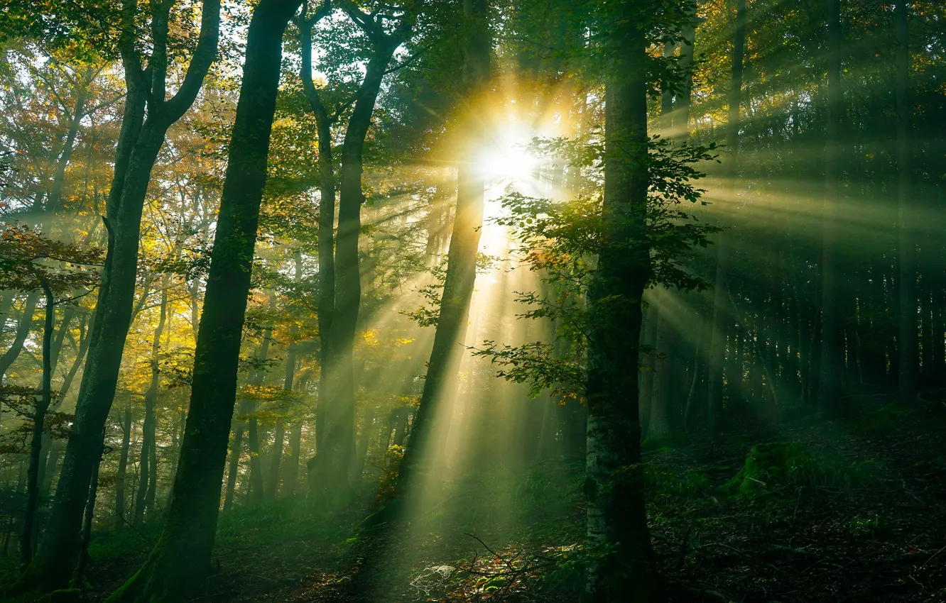 Фото обои лес, солнце, лучи, свет