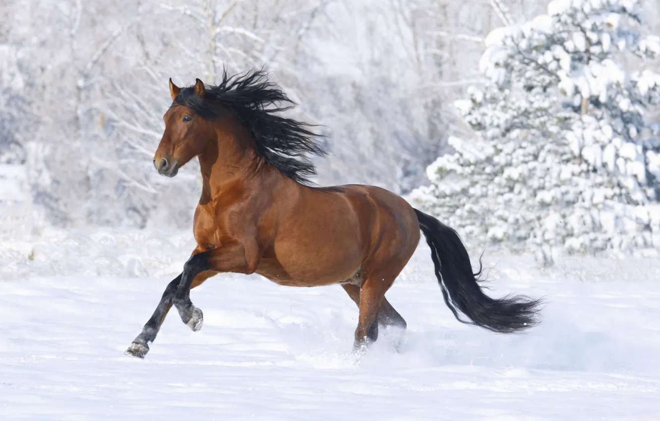 Фото обои зима, снег, Лошадь