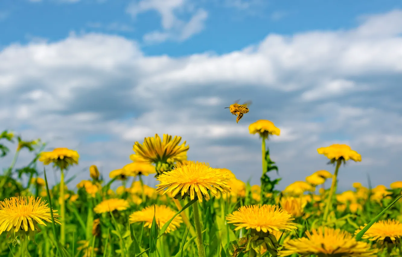 Фото обои небо, цветы, пчела, луг, одуванчики