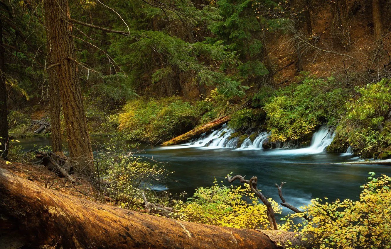 Фото обои лес, река, водопад, Орегон, каскад, Oregon, Река Метолиус, Metolius River