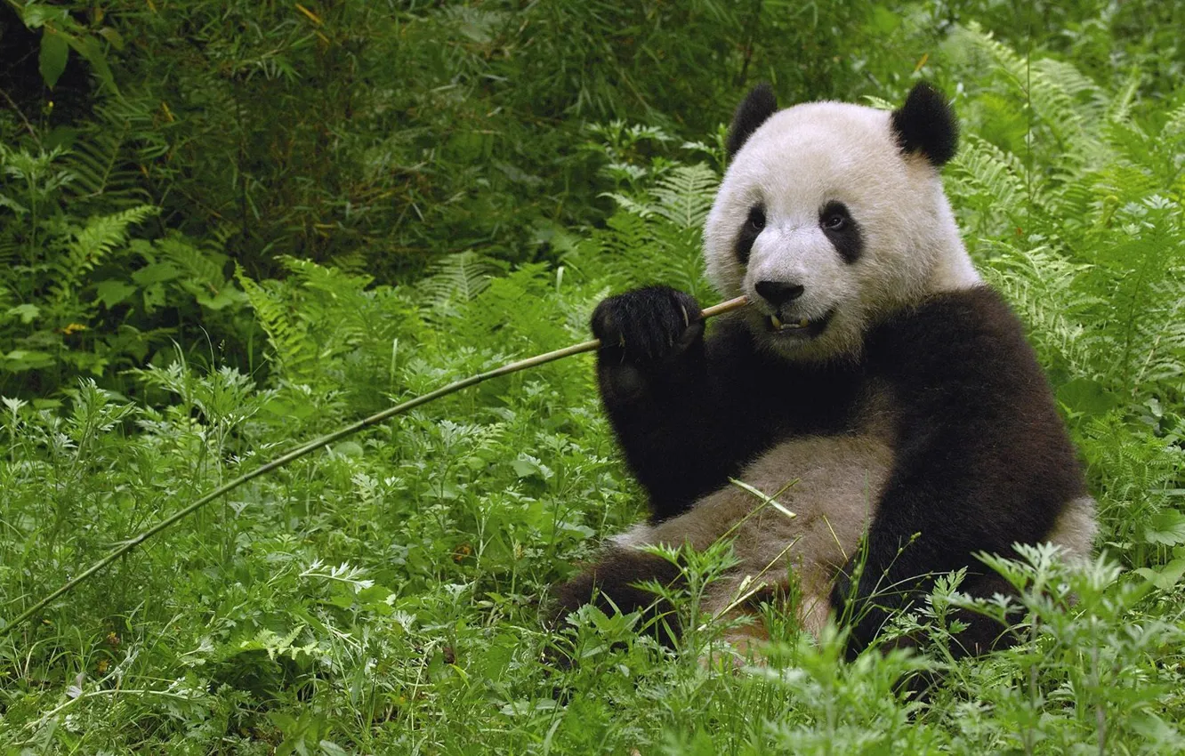 Фото обои зелень, панда, палочка, сидит, ест