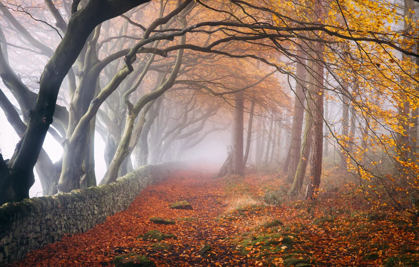 Фото обои осень, лес, деревья, природа, туман, тропинка