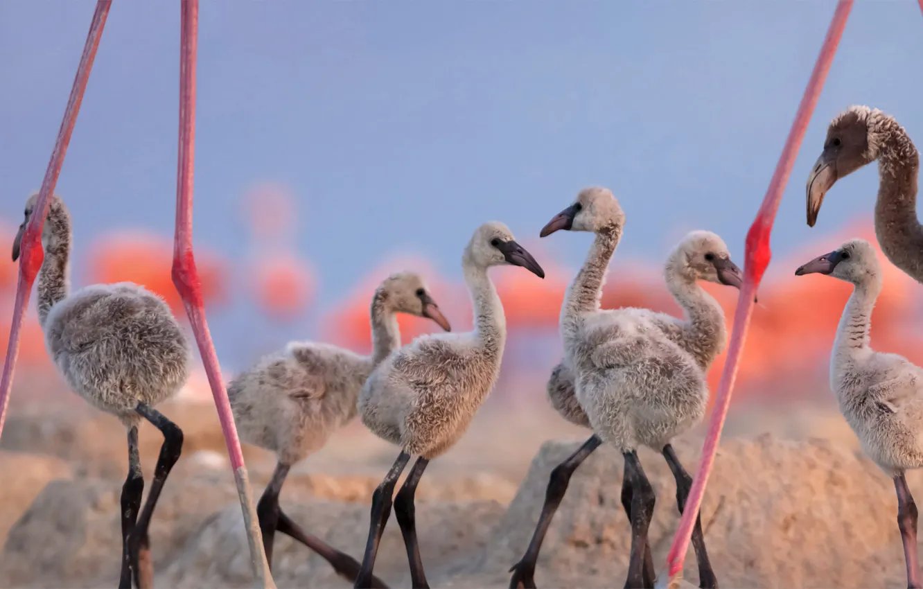 Фото обои Мексика, Юкатан, птенцы, красный фламинго