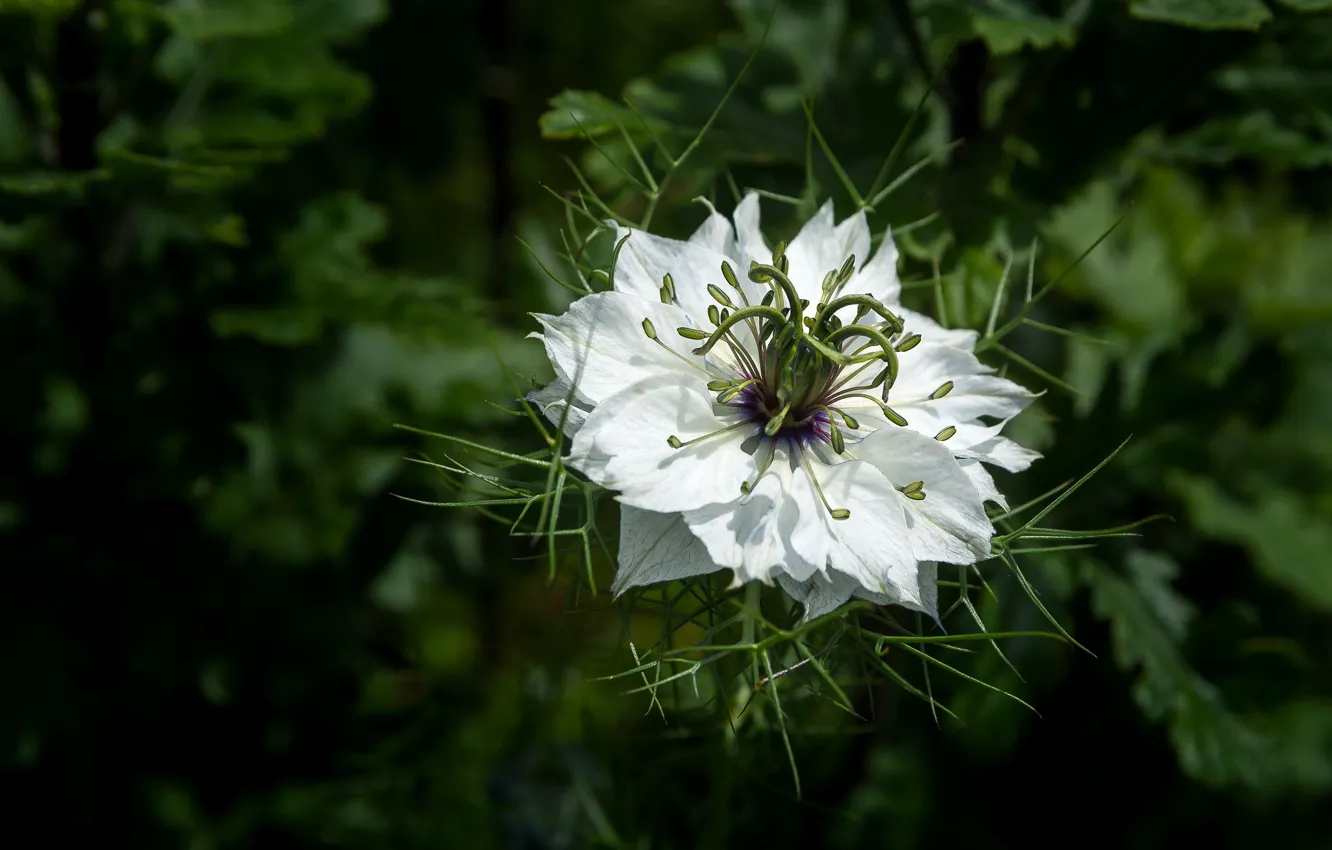 Фото обои белый, цветок, листья, темный фон, нигелла