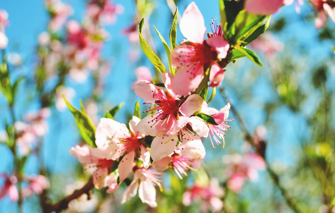 Фото обои цветы, природа, розовый, весна, ветвь, цветение, персиковое дерево