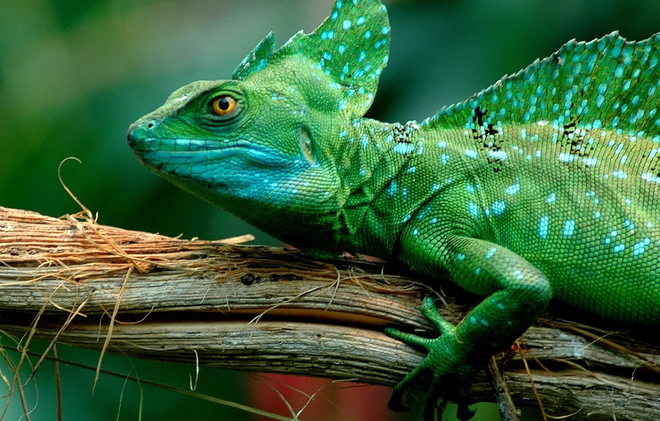 Фото обои legs, eyes, scales, basilisk lizard