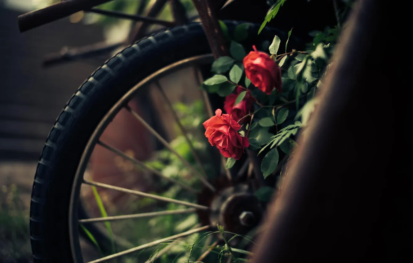 Фото обои цветы, розы, лепестки, колесо, красные