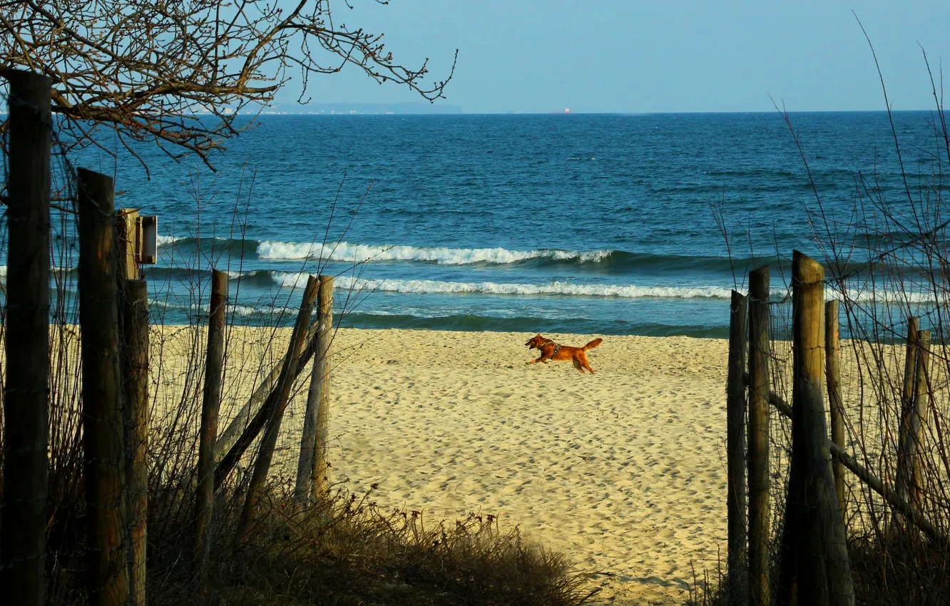 Фото обои beach, sea, dog