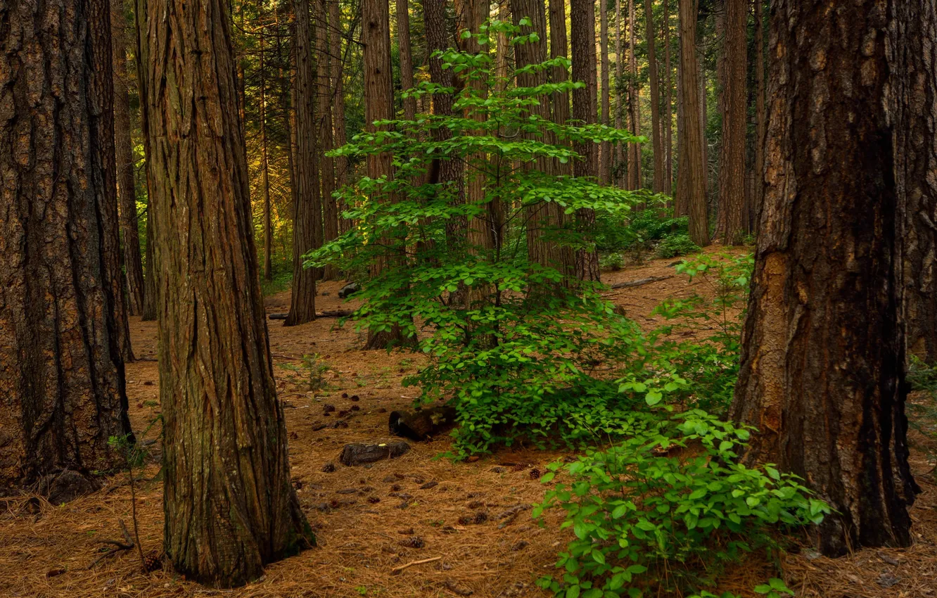 Фото обои лес, листья, деревья, Калифорния, США, Долина Йосемити