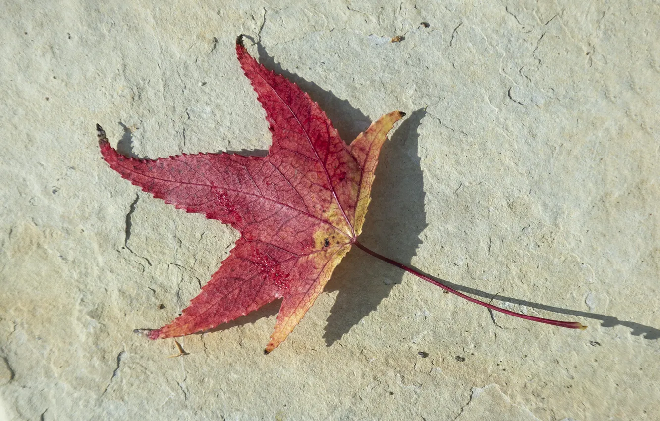 Фото обои осень, минимализм, красный лист
