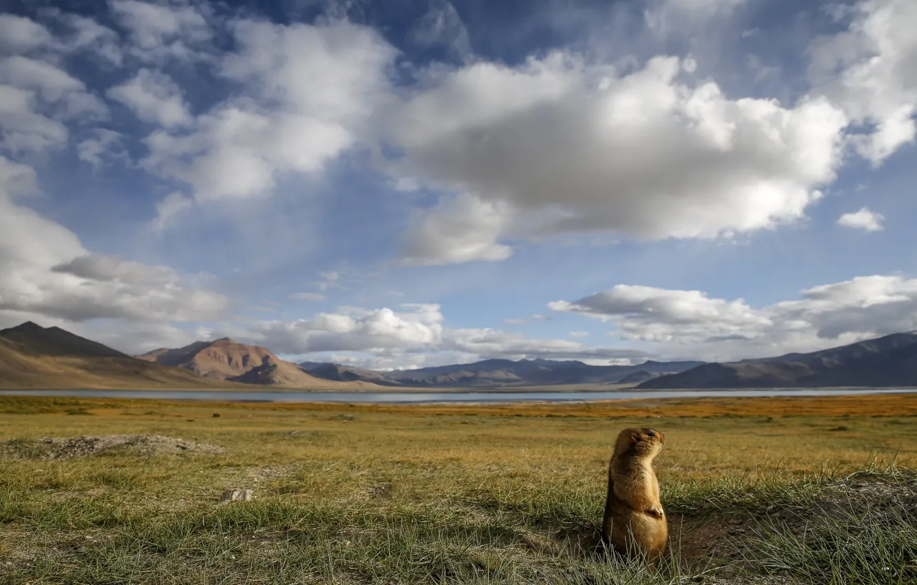 Фото обои небо, облака, горы, сурок