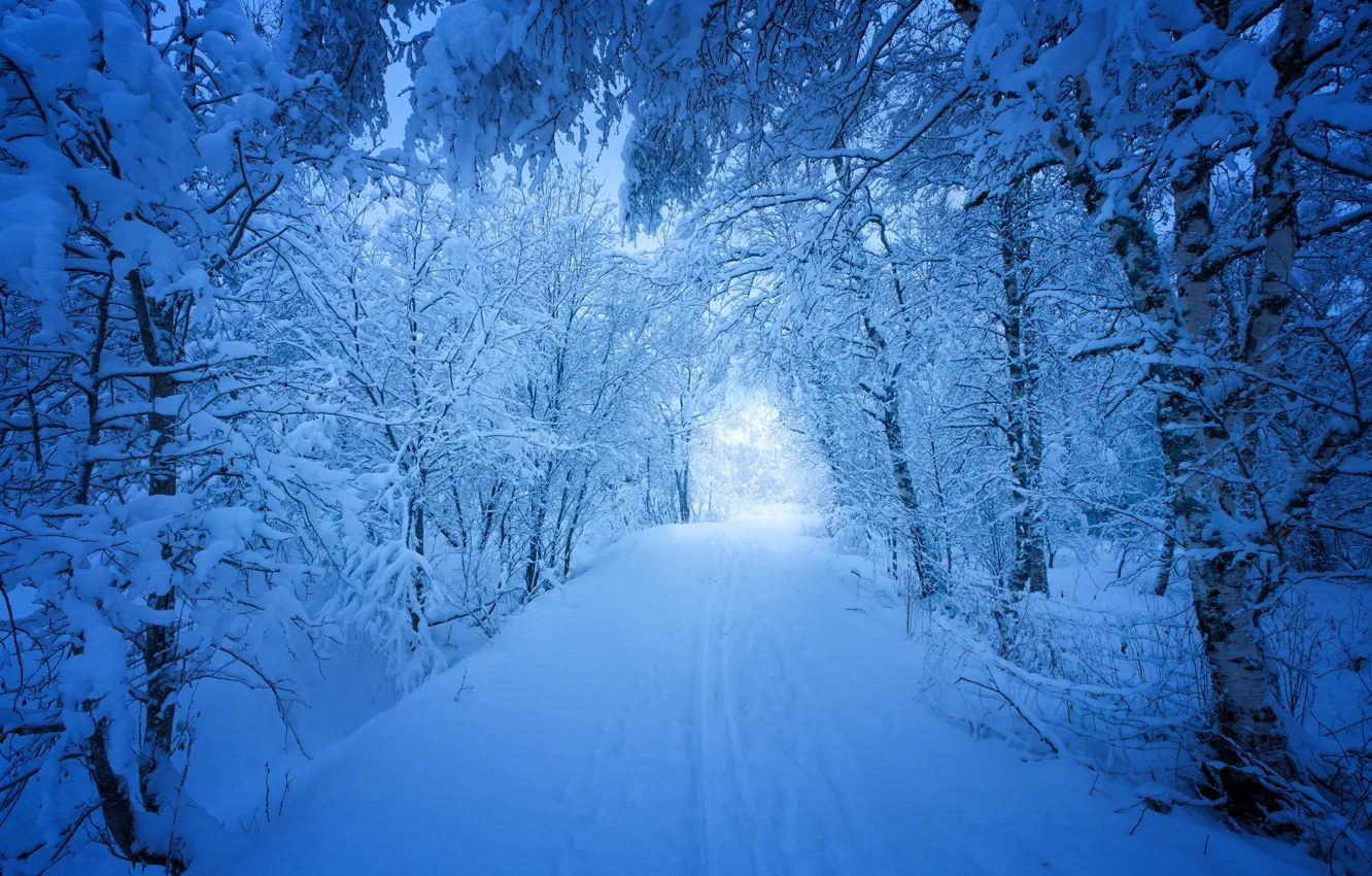 Фото обои зима, дорога, снег, деревья, Норвегия