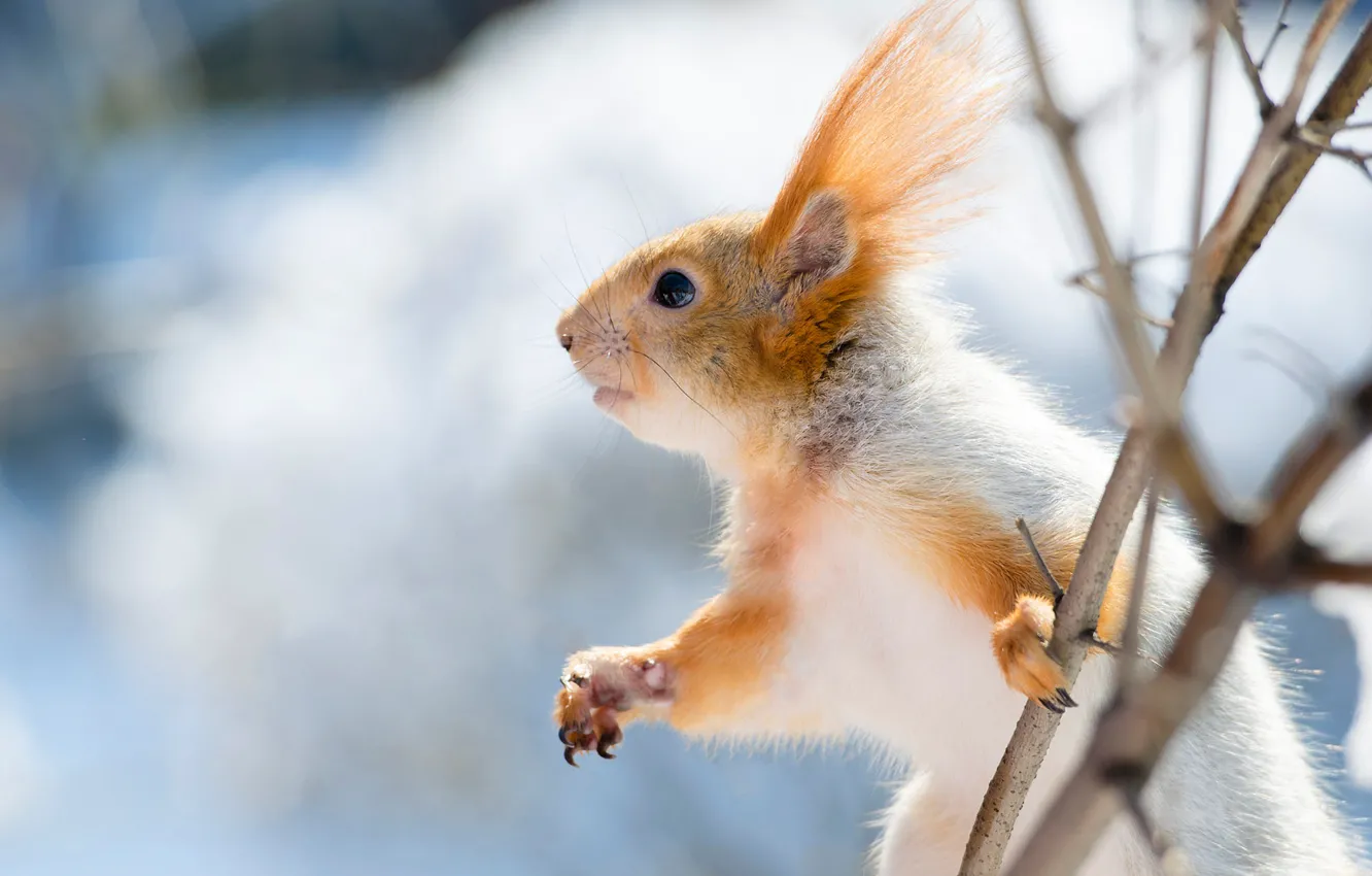 Фото обои зима, снег, ветки, поза, фон, лапки, белка