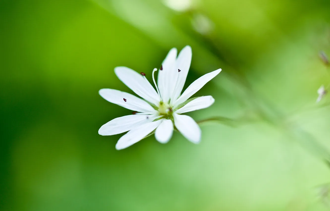 Фото обои зелень, белый, цветок, макро, размытость