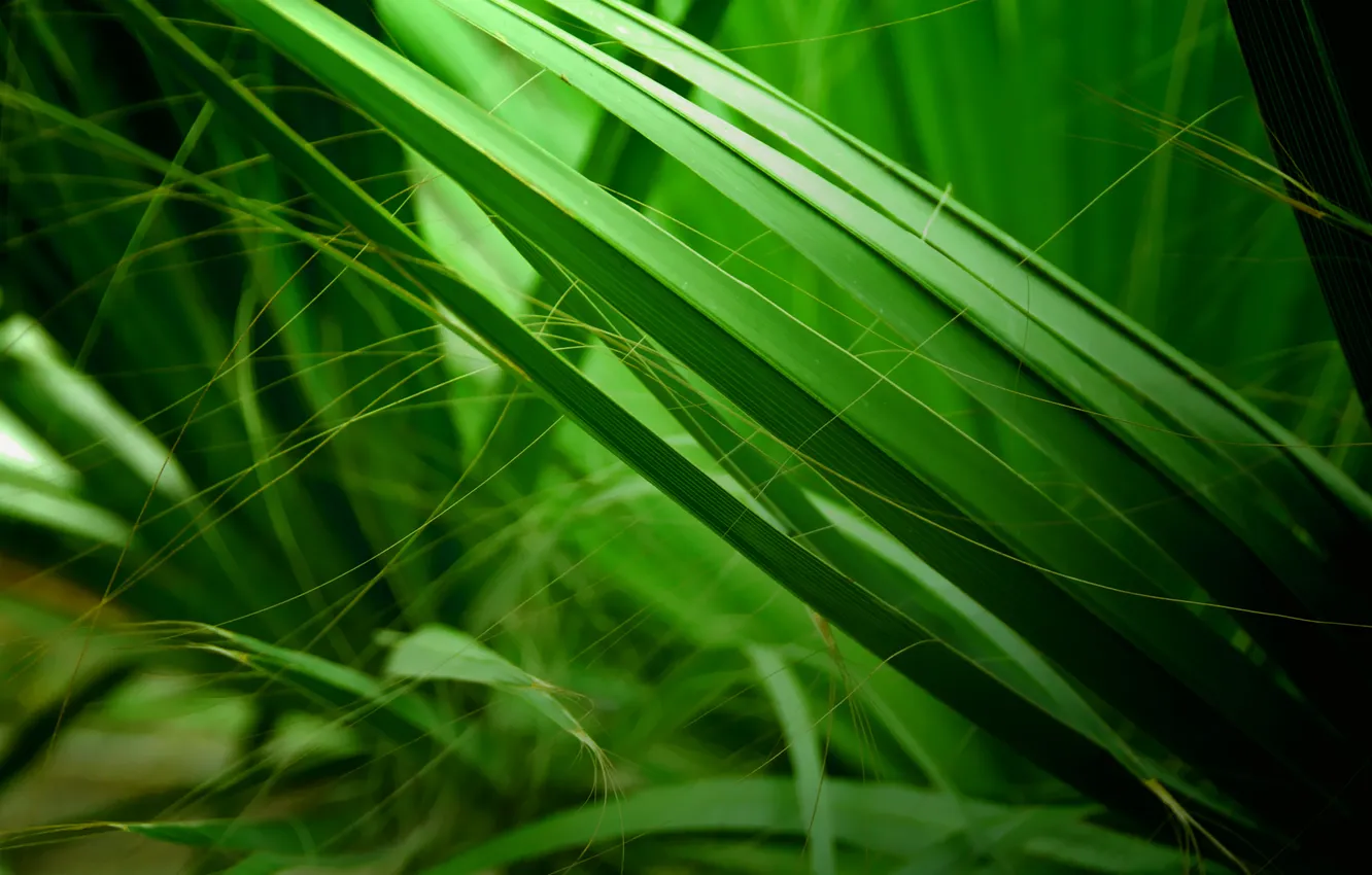 Фото обои трава, природа, фон, болото, зелёный, макро фото