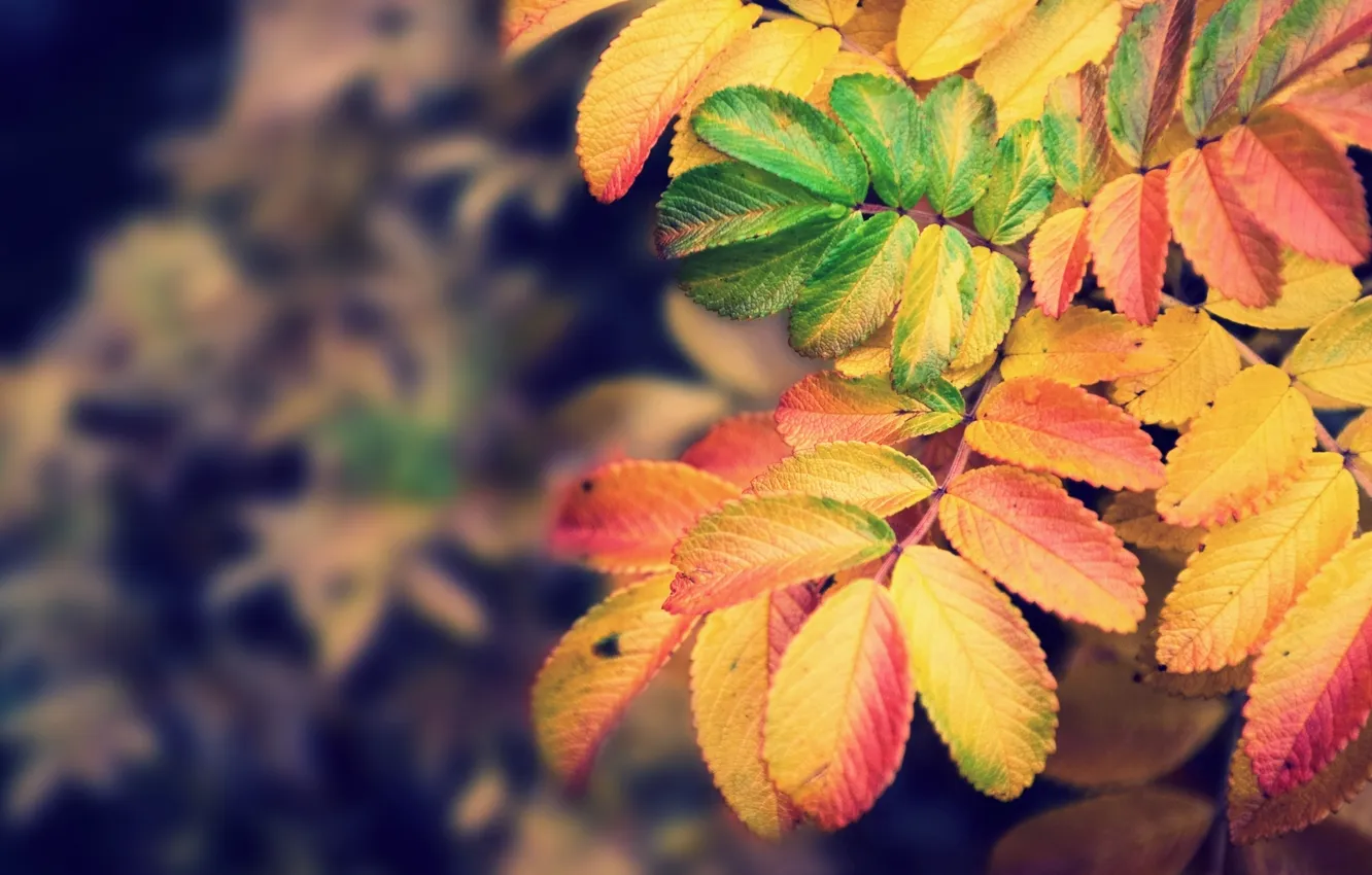 Фото обои осень, листья, природа, краски, фокус, colors, nature, autumn