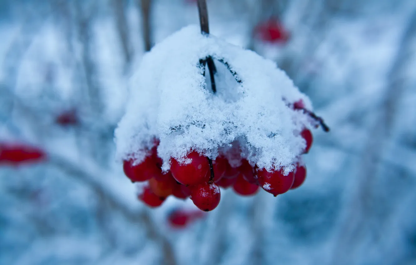 Фото обои зима, снег, ветки, ягоды, красные