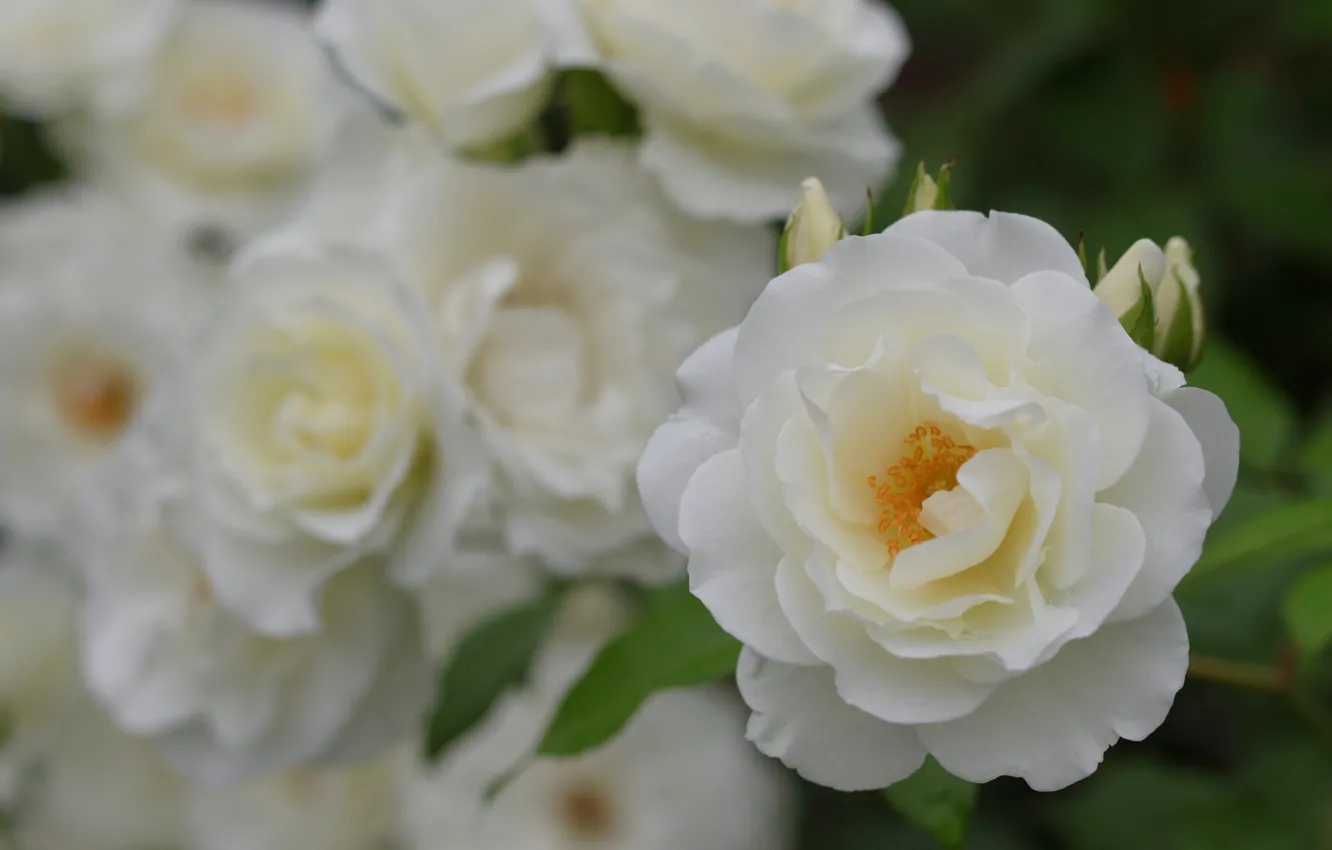 Фото обои макро, роза, лепестки, бутоны, белые розы, боке