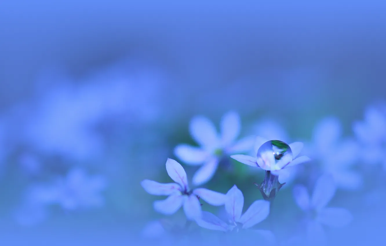 Фото обои вода, макро, цветы, растение, цвет, капля, лепестки, голубые