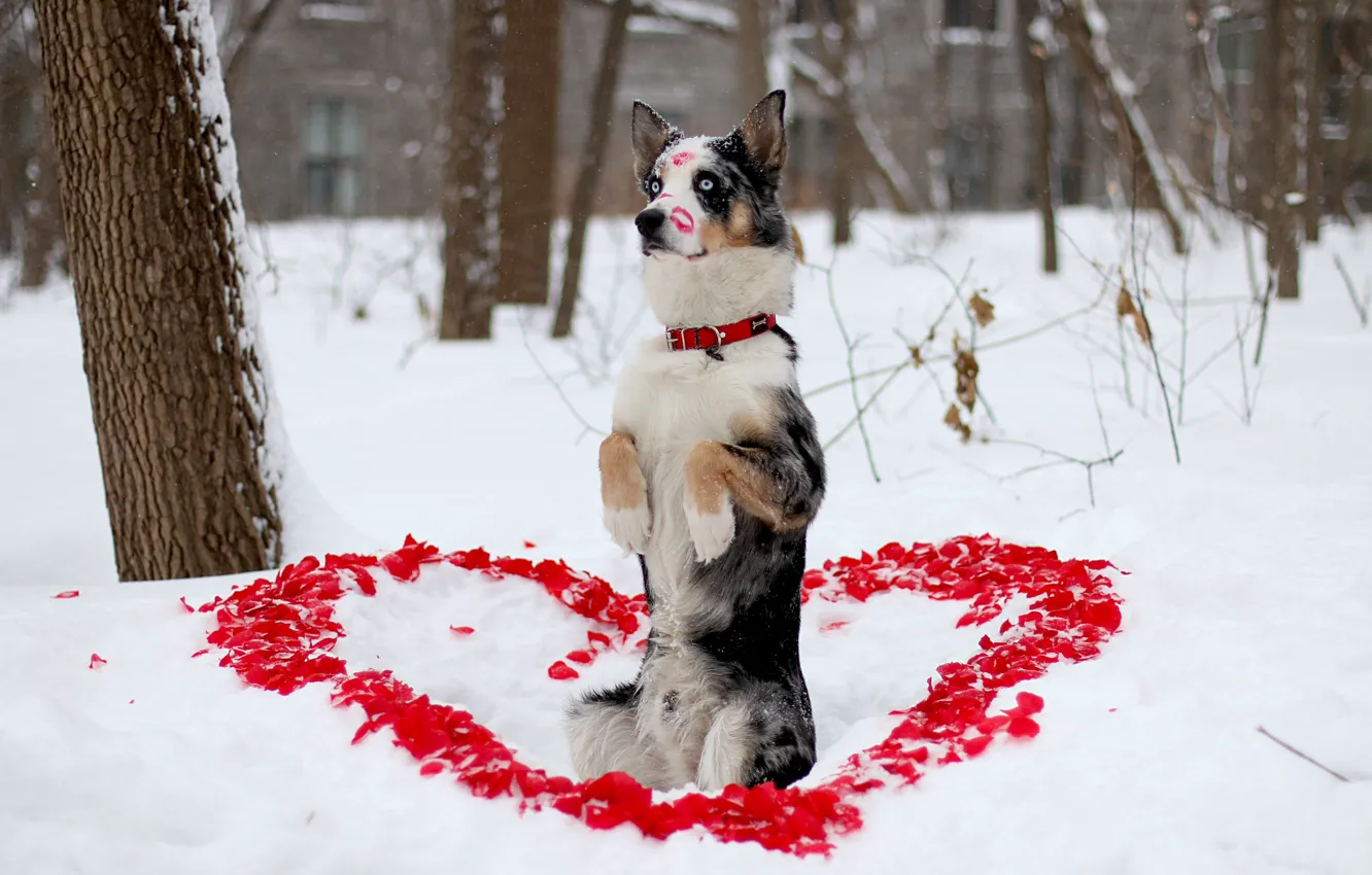 Фото обои зима, взгляд, друг, собака, лепестки, помада, пёс, сердечка