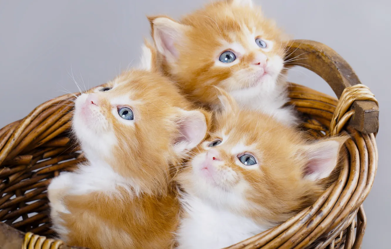 Фото обои корзина, котята, рыжие, трио, мейн-кун, троица, голубые глазки