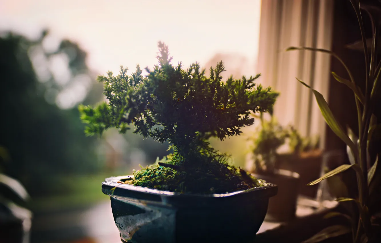 Фото обои morning, dawn, window, plant, plant pot