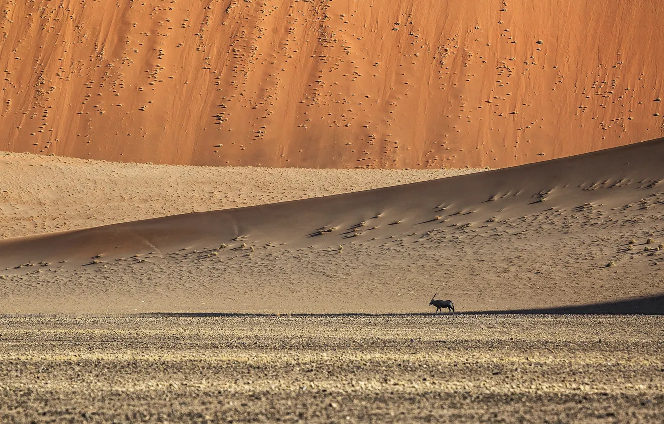 Фото обои песок, барханы, животное, холмы, Пустыня