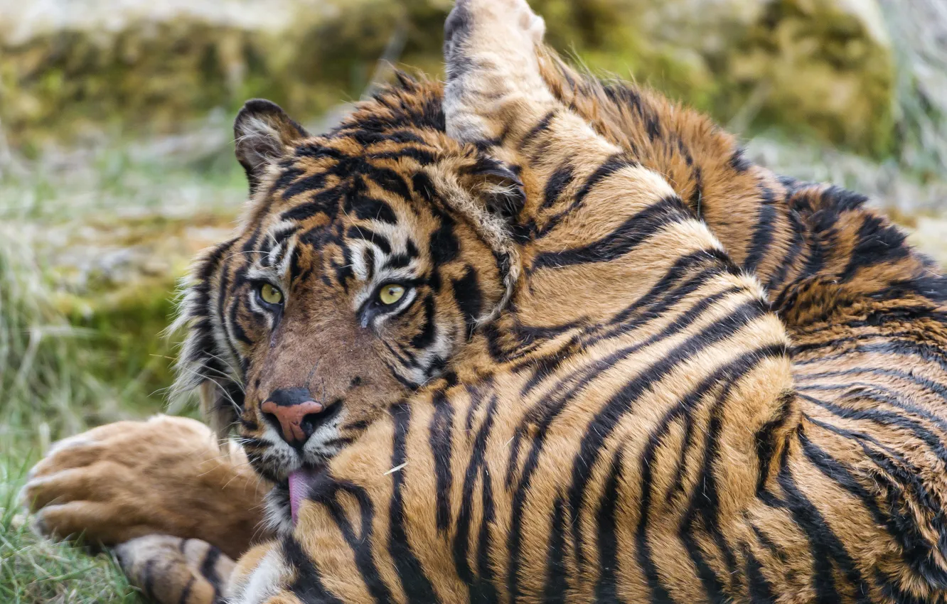 Фото обои кошка, тигр, умывание, ©Tambako The Jaguar, суматранский