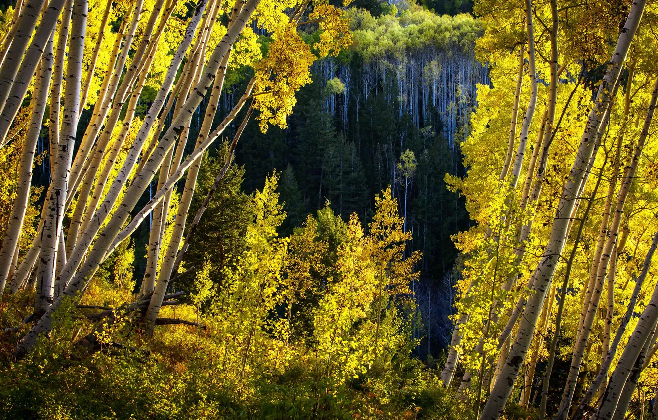 Фото обои осень, листья, деревья, Колорадо, США, осина, Аспен