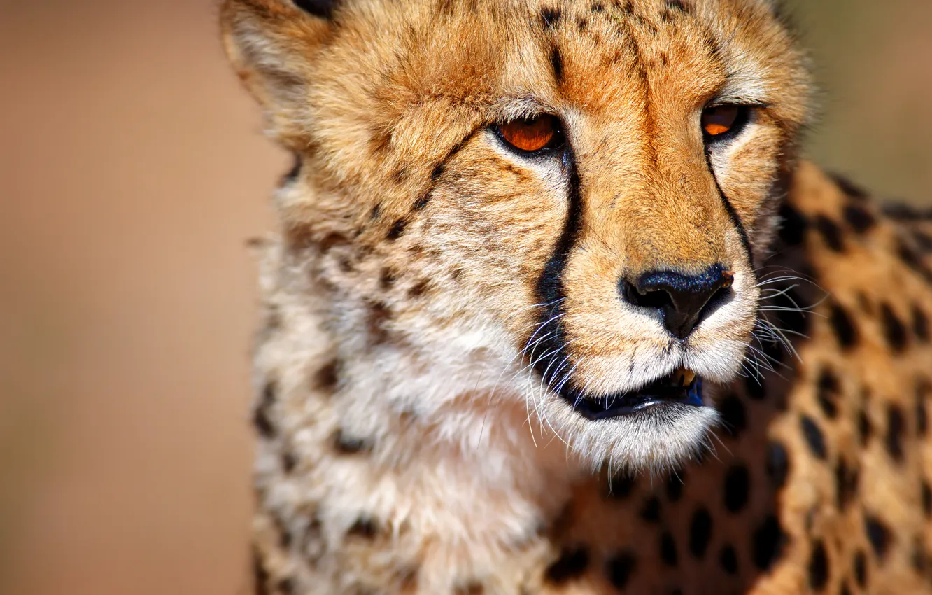 Фото обои гепард, South Africa, Южная Африка, Cheetah, wild animal, Калахари, Kalahari desert, диких животных